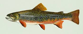 Image result for Salvelinus fontinalis