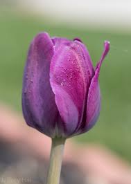 Attēlu rezultāti vaicājumam “Tulipa gesneriana flower”