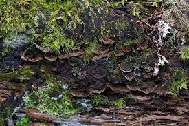 Attēlu rezultāti vaicājumam “Gloiodon strigosus”