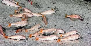 Image result for Mullus surmuletus