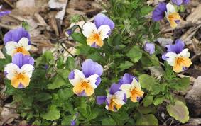 Attēlu rezultāti vaicājumam “Viola tricolor flower”