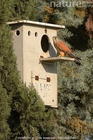 Attēlu rezultāti vaicājumam “Falco tinnunculus adult”