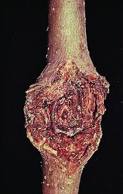 Attēlu rezultāti vaicājumam “Nectria sp., Neonectria sp.”