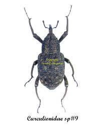 Attēlu rezultāti vaicājumam “Curculionidae”