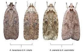 Attēlu rezultāti vaicājumam “Agonopterix aranella”