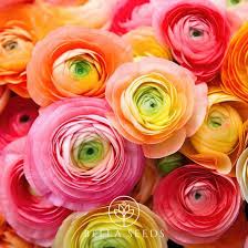 Attēlu rezultāti vaicājumam “Ranunculus mendax flower”