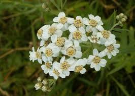 Attēlu rezultāti vaicājumam “Achillea salicifolia flower”