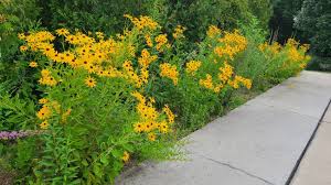 Attēlu rezultāti vaicājumam “Colloderma robustum young”