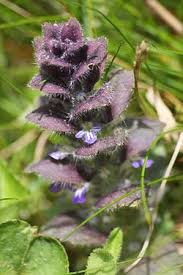 Attēlu rezultāti vaicājumam “Ajuga pyramidalis leaf”
