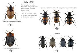 Attēlu rezultāti vaicājumam “Silphidae”