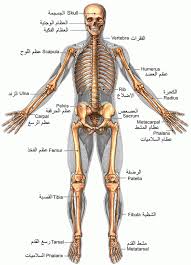  معلومات غريبة عن جسم الإنسان Images?q=tbn:ANd9GcTkoL2XldoJwK97KNoNLTzEt7xriu36KsM-fv0eORnIEZZiVau7Ab88Np3w