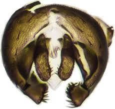 Attēlu rezultāti vaicājumam “Paracorymbia maculicornis imago”