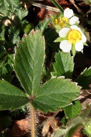 Image result for Rosengewächse