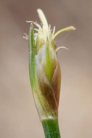 Attēlu rezultāti vaicājumam “Trichophorum cespitosum fruit”