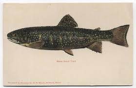 Image result for Salvelinus fontinalis