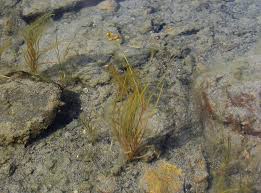 Attēlu rezultāti vaicājumam “Stuckenia filiformis flower”
