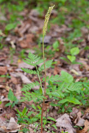 Attēlu rezultāti vaicājumam “Botrychium virginianum”
