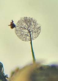 Attēlu rezultāti vaicājumam “Comatricha ellae stalked”