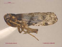 Attēlu rezultāti vaicājumam “Cixiidae”