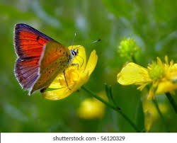 Attēlu rezultāti vaicājumam “Lycaena hippothoe”