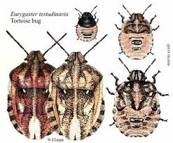 Attēlu rezultāti vaicājumam “Eurygaster testudinaria imago”