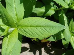Attēlu rezultāti vaicājumam “Lysimachia thyrsiflora leaf”