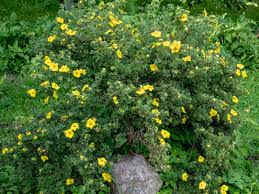 Attēlu rezultāti vaicājumam “Potentilla”