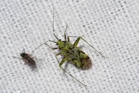 Attēlu rezultāti vaicājumam “Phytocoris tiliae imago”