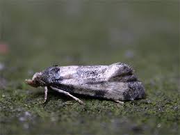 Attēlu rezultāti vaicājumam “Cochylis dubitana”