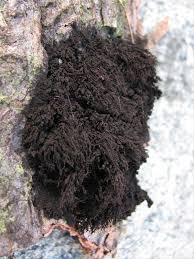 Attēlu rezultāti vaicājumam “Amaurochaete atra”