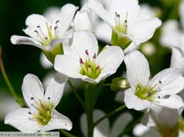 Attēlu rezultāti vaicājumam “Cardamine amara flower”