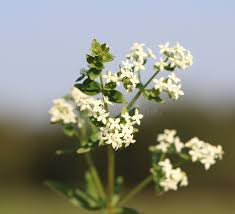 Attēlu rezultāti vaicājumam “Galium boreale flower”