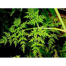 Attēlu rezultāti vaicājumam “Peucedanum palustre leaf”