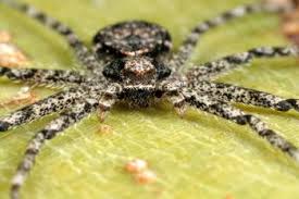 Attēlu rezultāti vaicājumam “Philodromus sp.”