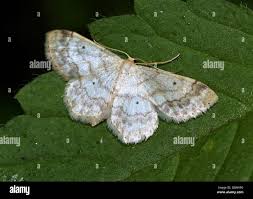 Attēlu rezultāti vaicājumam “Idaea biselata”