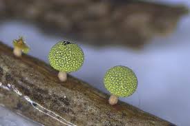 Attēlu rezultāti vaicājumam “Physarum melleum macro”