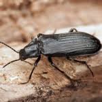 Attēlu rezultāti vaicājumam “Melandrya dubia”