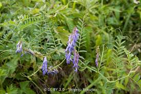 Attēlu rezultāti vaicājumam “Vicia cracca bud”