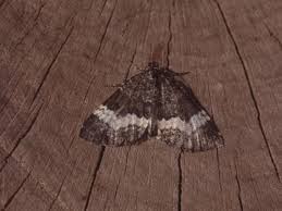 Attēlu rezultāti vaicājumam “Spargania luctuata”