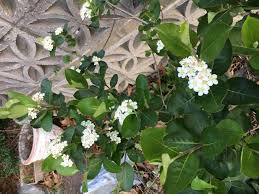 Attēlu rezultāti vaicājumam “Aronia melanocarpa leaf”
