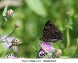 Attēlu rezultāti vaicājumam “Inachis io underside”