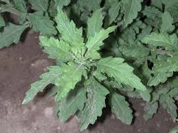 Image result for Chenopodium ambrosioides