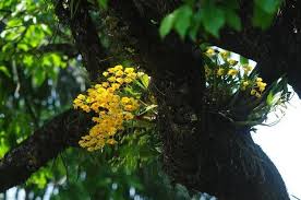 Attēlu rezultāti vaicājumam “Chrysotoxum sp.”