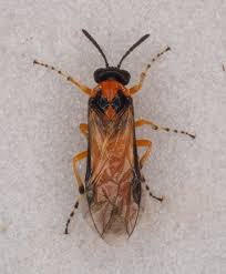 Attēlu rezultāti vaicājumam “Athelia pyriformis”