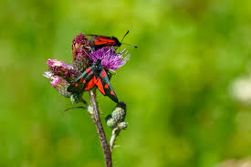 Attēlu rezultāti vaicājumam “Zygaena viciae”