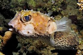 Attēlu rezultāti vaicājumam “Lycogala alisaulianovae young”