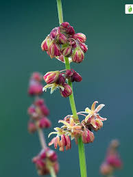 Attēlu rezultāti vaicājumam “Rumex acetosella flower”