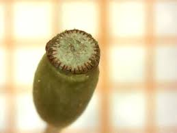 Attēlu rezultāti vaicājumam “Pogonatum urnigerum macro”