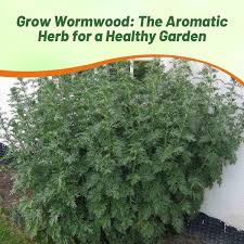 Attēlu rezultāti vaicājumam “Artemisia absinthium”