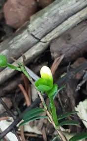 Attēlu rezultāti vaicājumam “Oxycoccus flower”